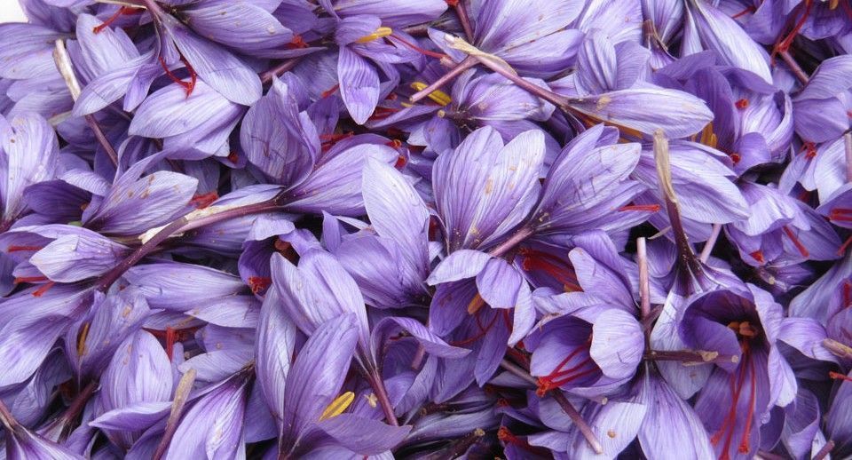The Saffron Festival in Consuegra